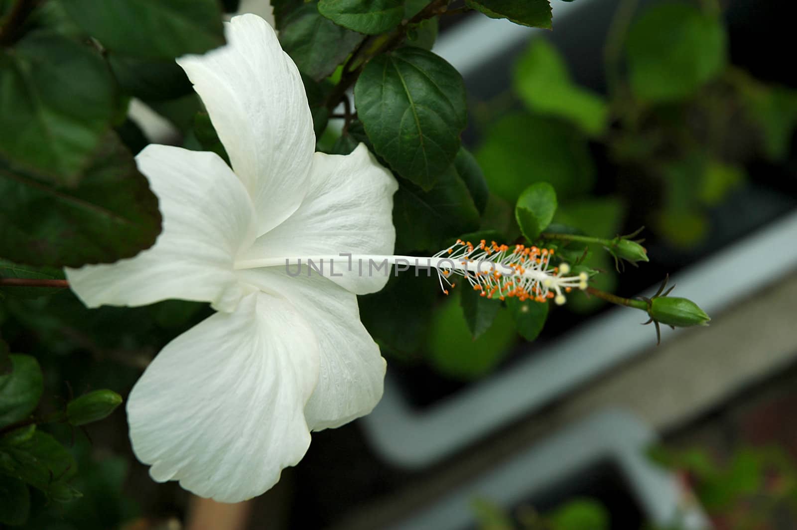 White full blossom Malvaceae hibiscus flower with leaves