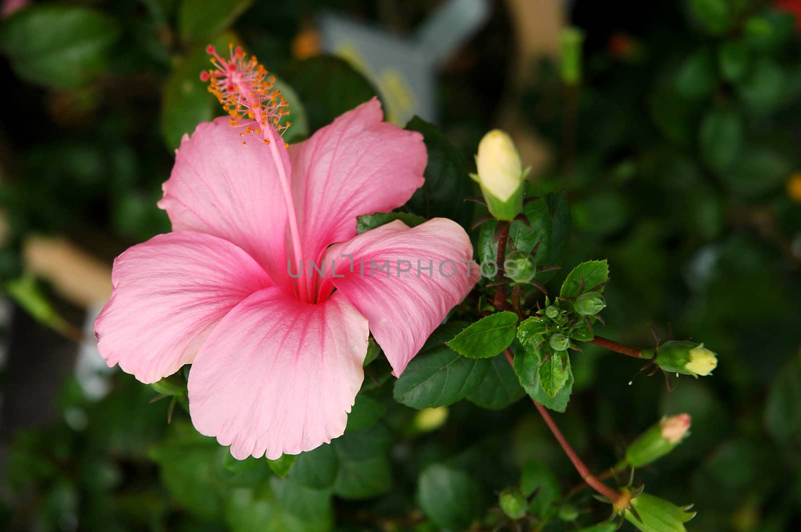 Pink full blossom Malvaceae hibiscus flower with leaves