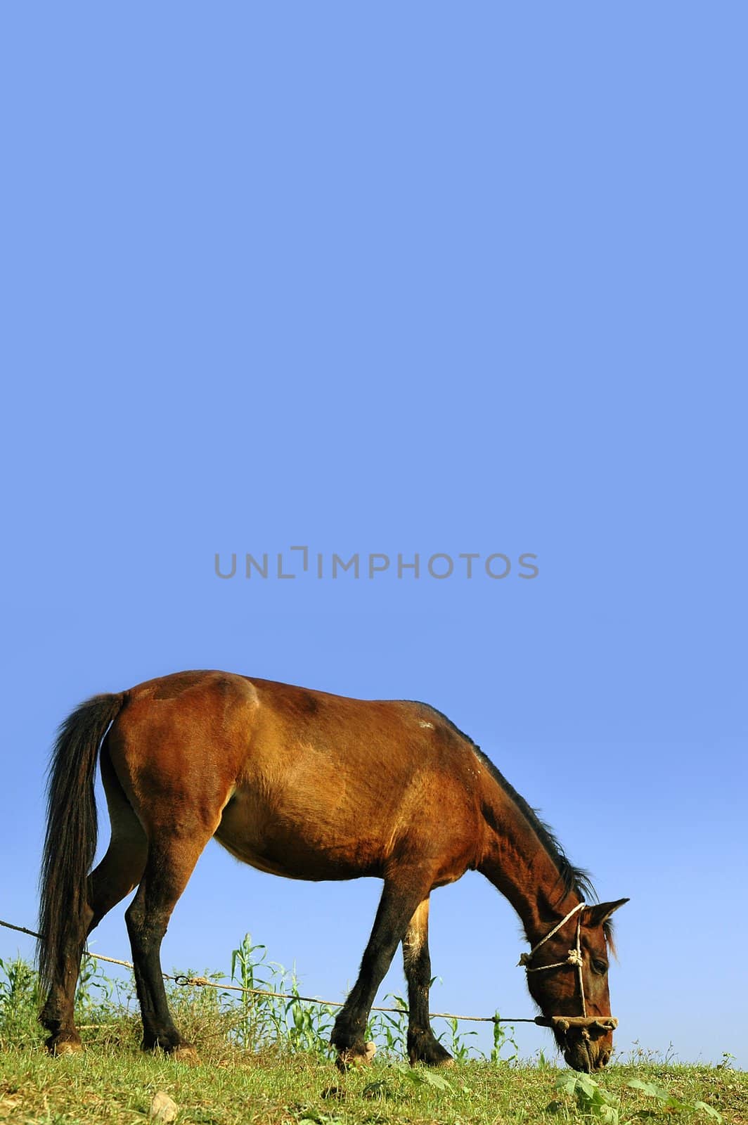 Horse on leash feeding on grass against blue sky