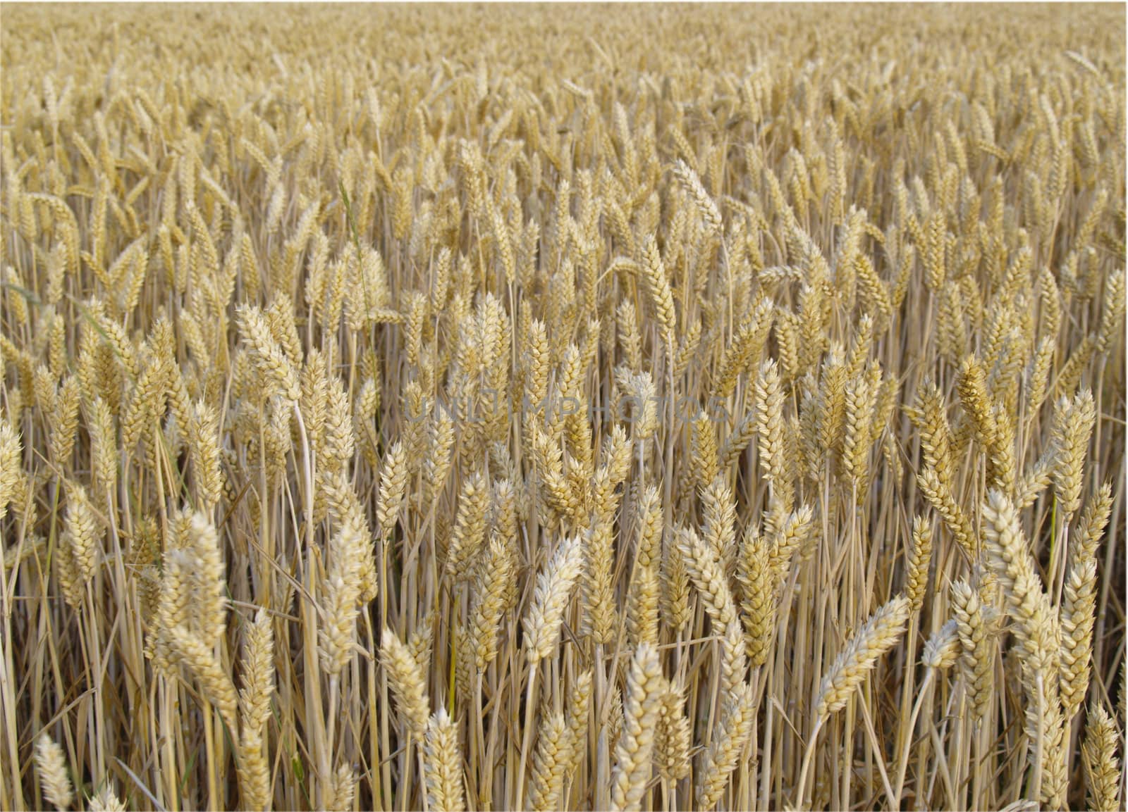 wheat field before harvest