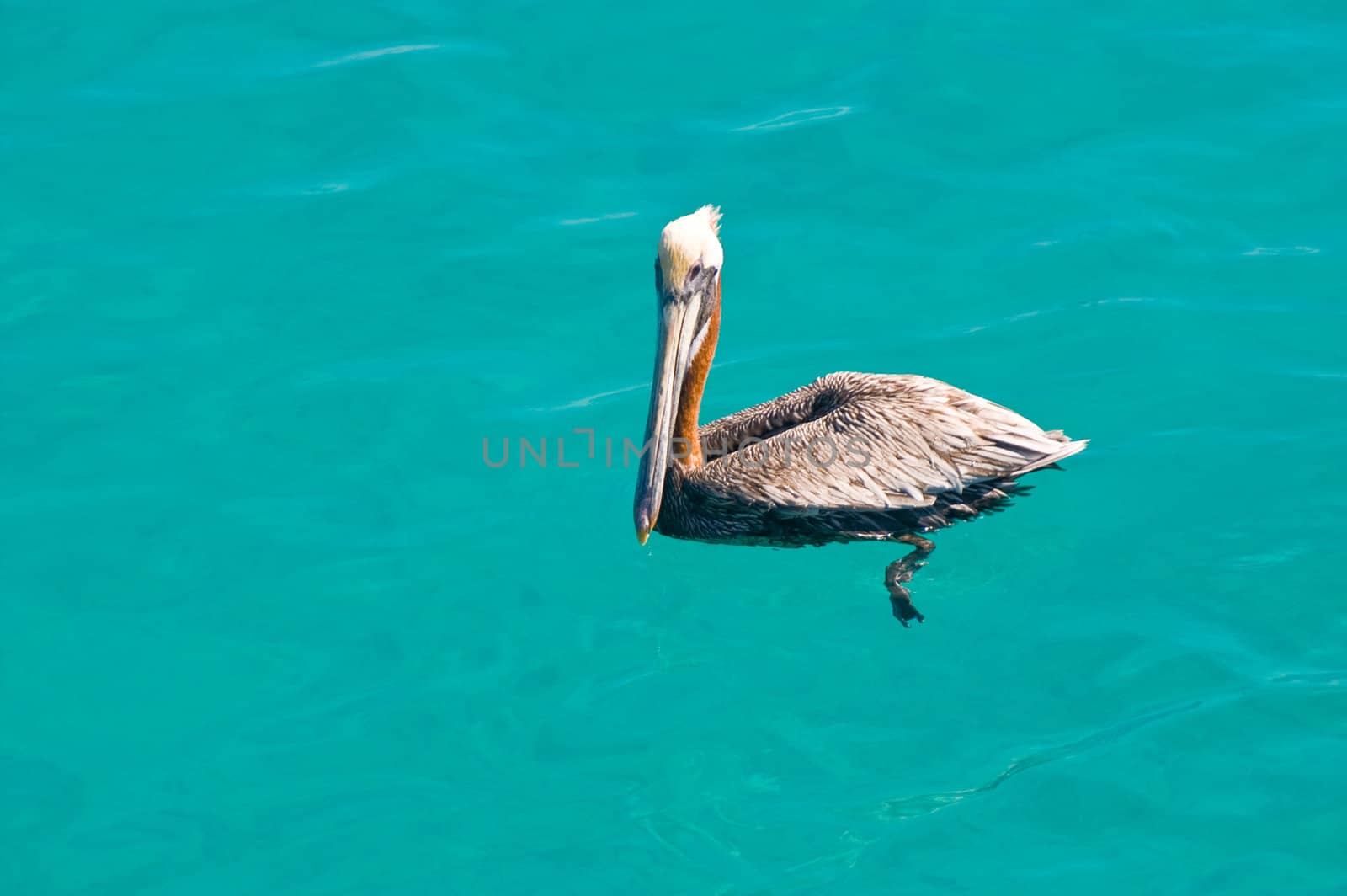 floating pelican in kristal clear sea 