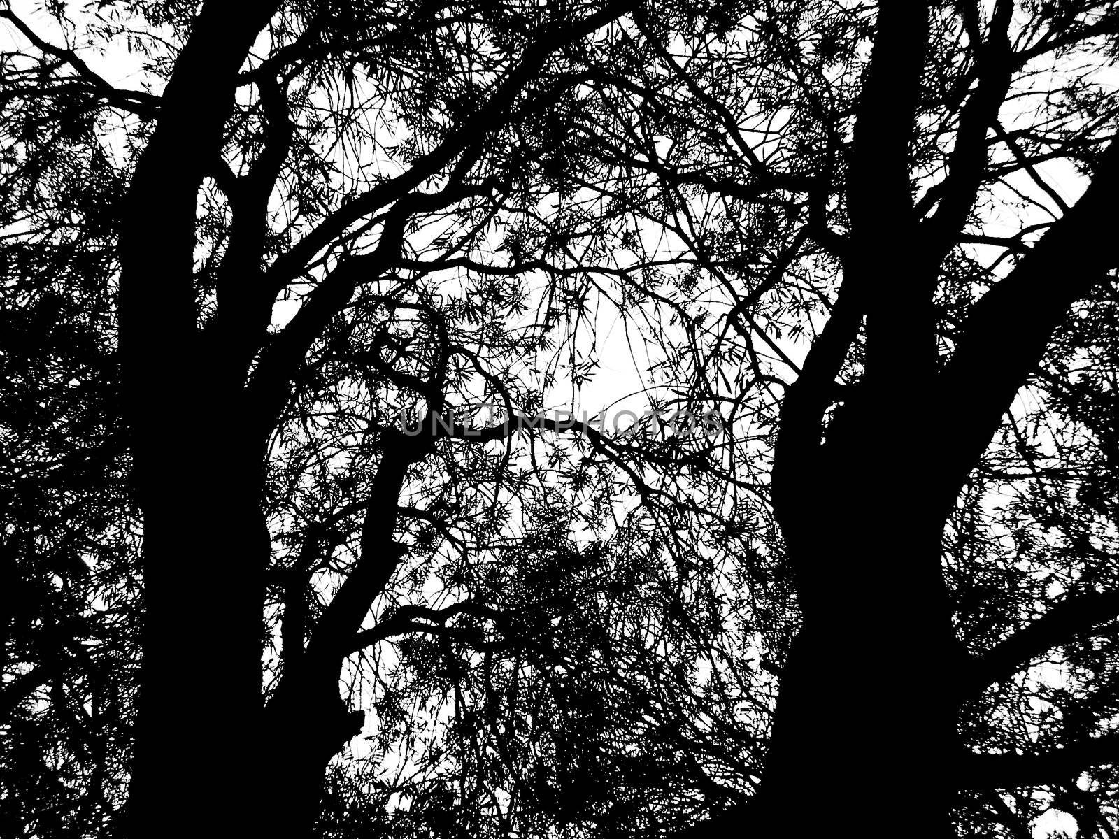 Black trees with many branches and leaves on a white baclground