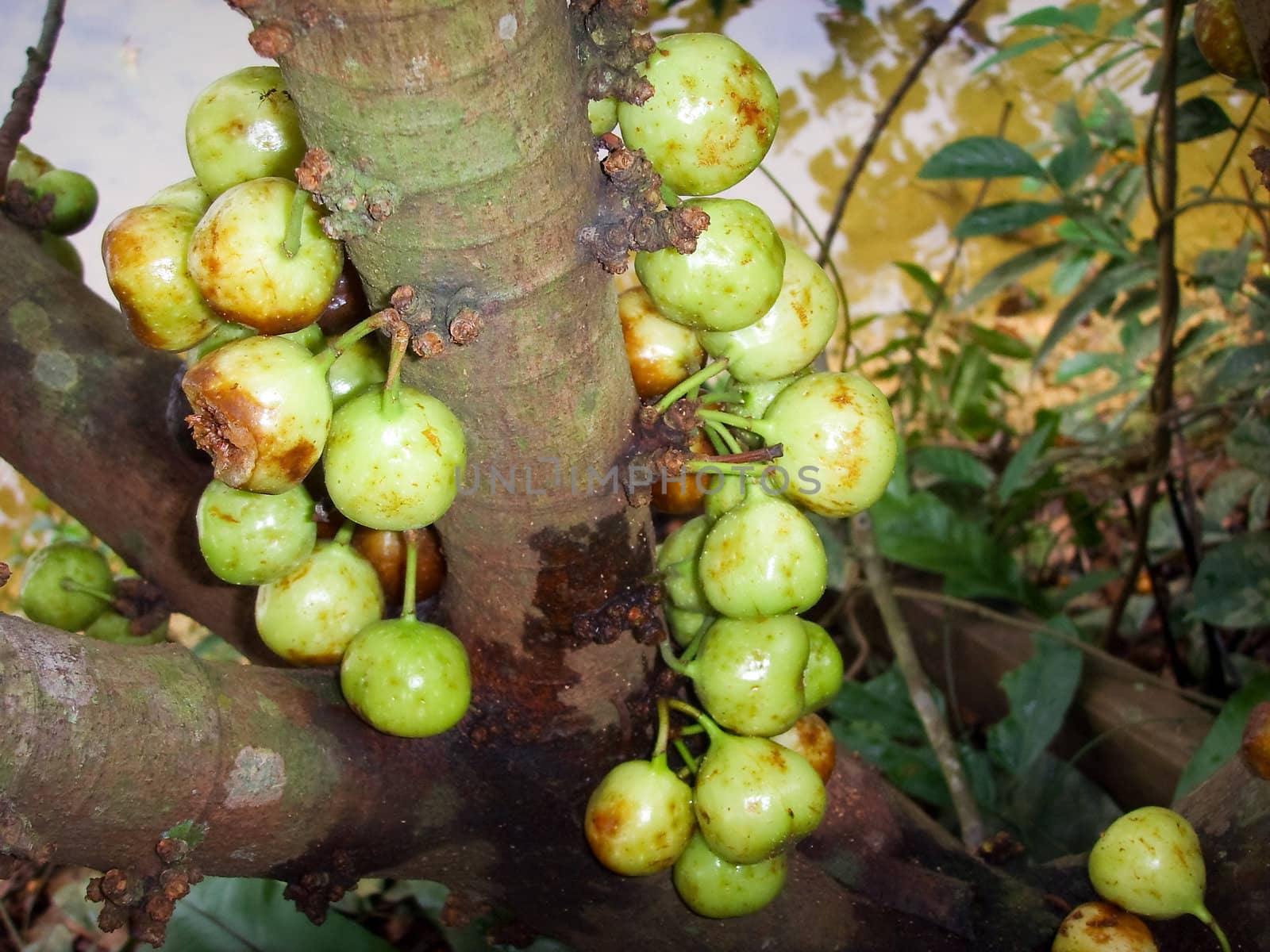 wild fruits on a tree along the muddy waters