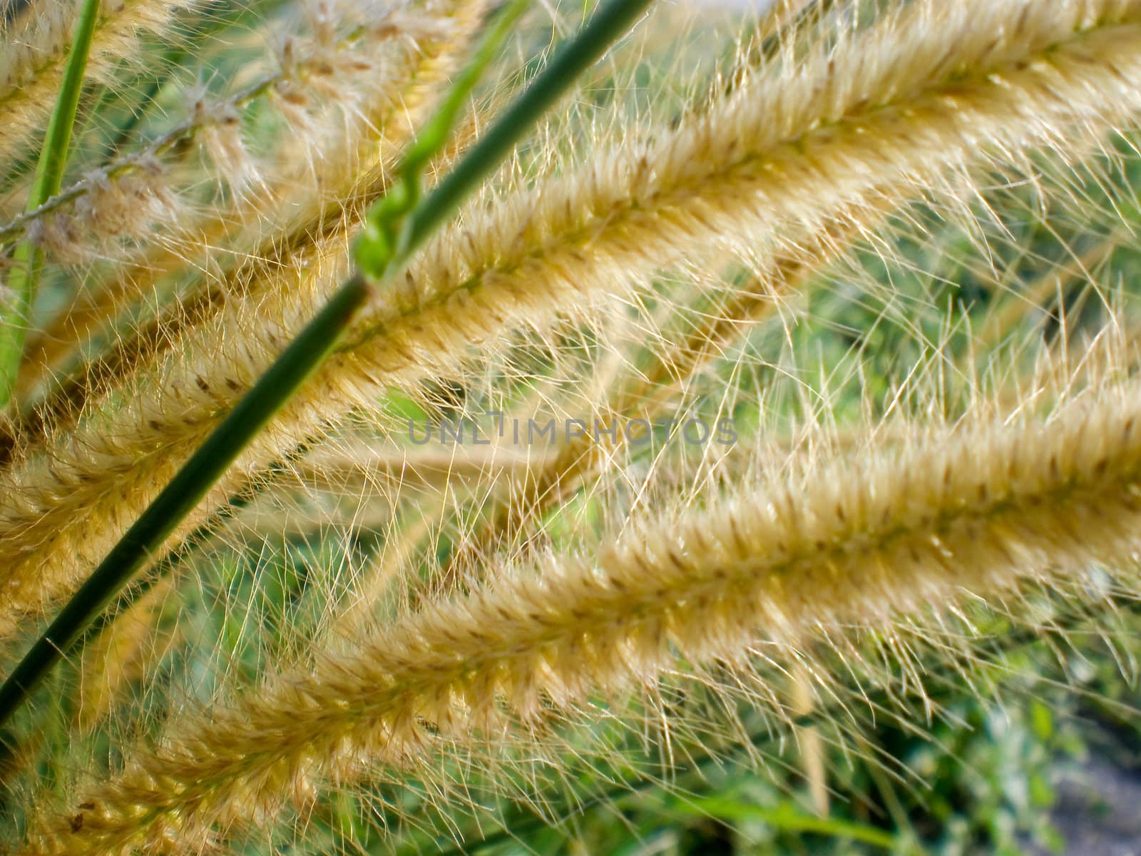 Closeup of a wild long grass