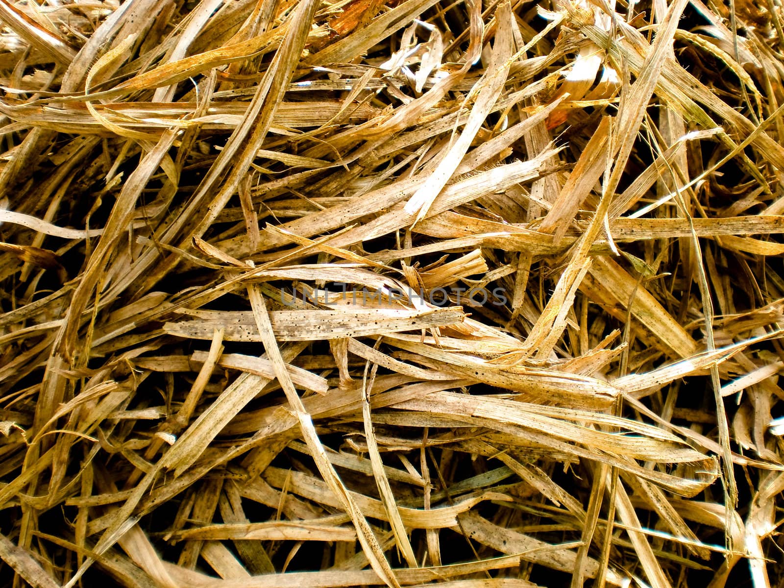 Pile of crisp looking dried grass