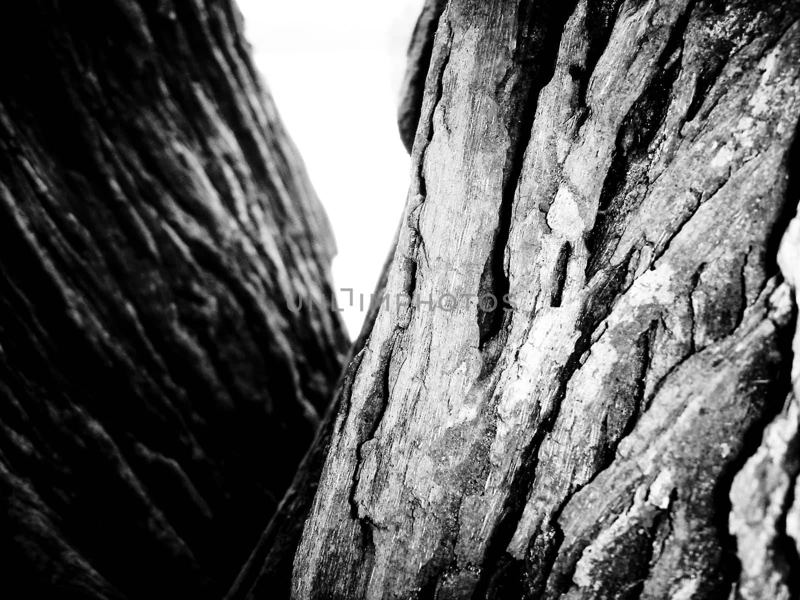 Bark of a tree in white and black