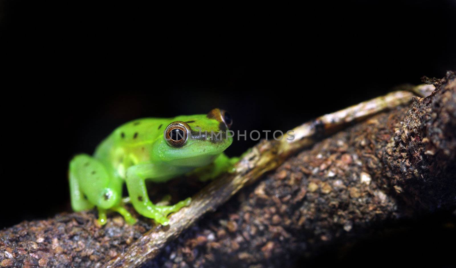 A tiny spotted glass frog (Hyla punctata) sits on a vine This small frog is given the name glass frog because its internal organs can be seen through the frog. These frogs inhabit central and south america. 