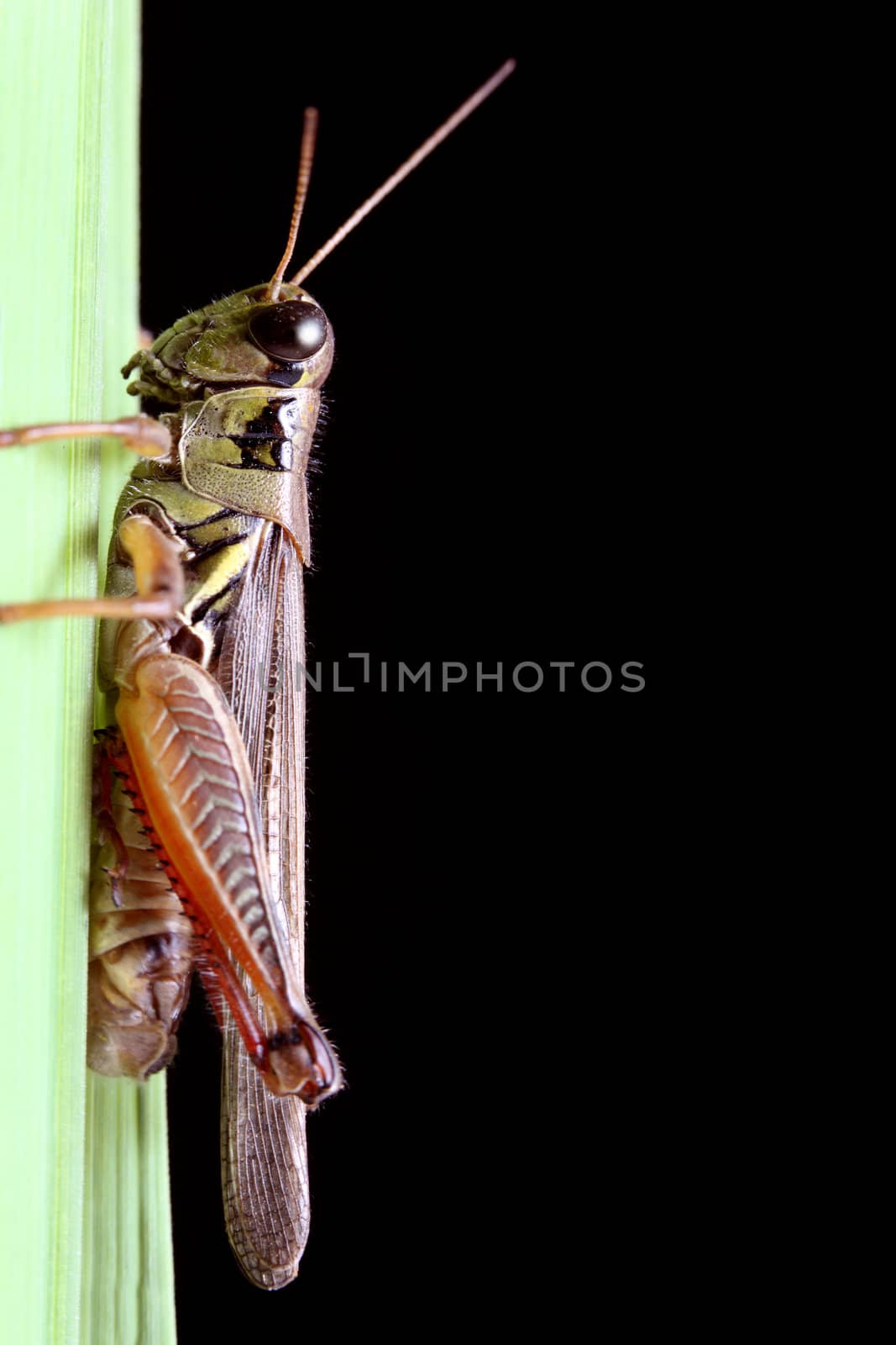 A macro shot of a grasshopper on a blade of grass against a solid black background.