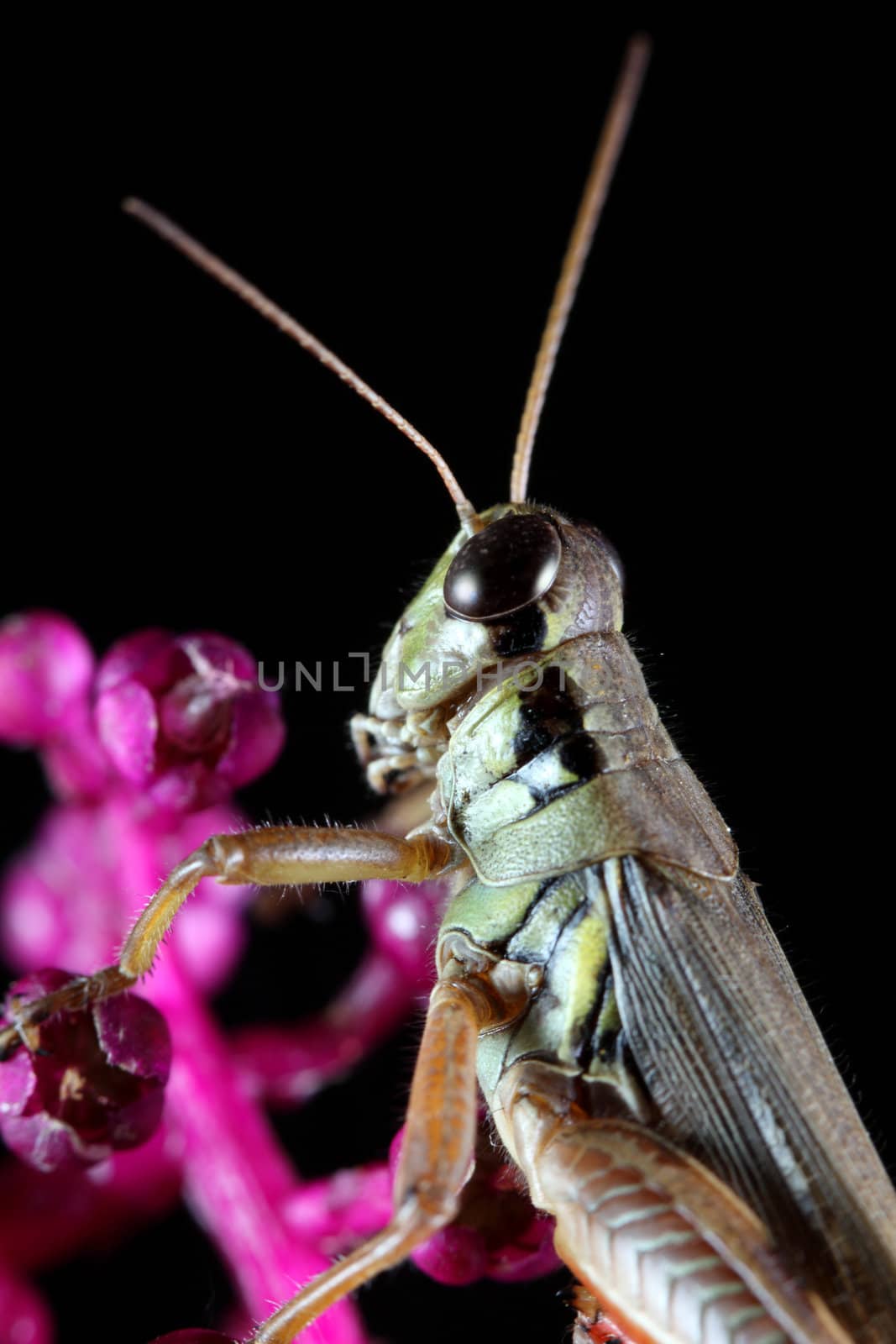 A macro shot of a grasshopper on a pink flowering plant against a solid black background.