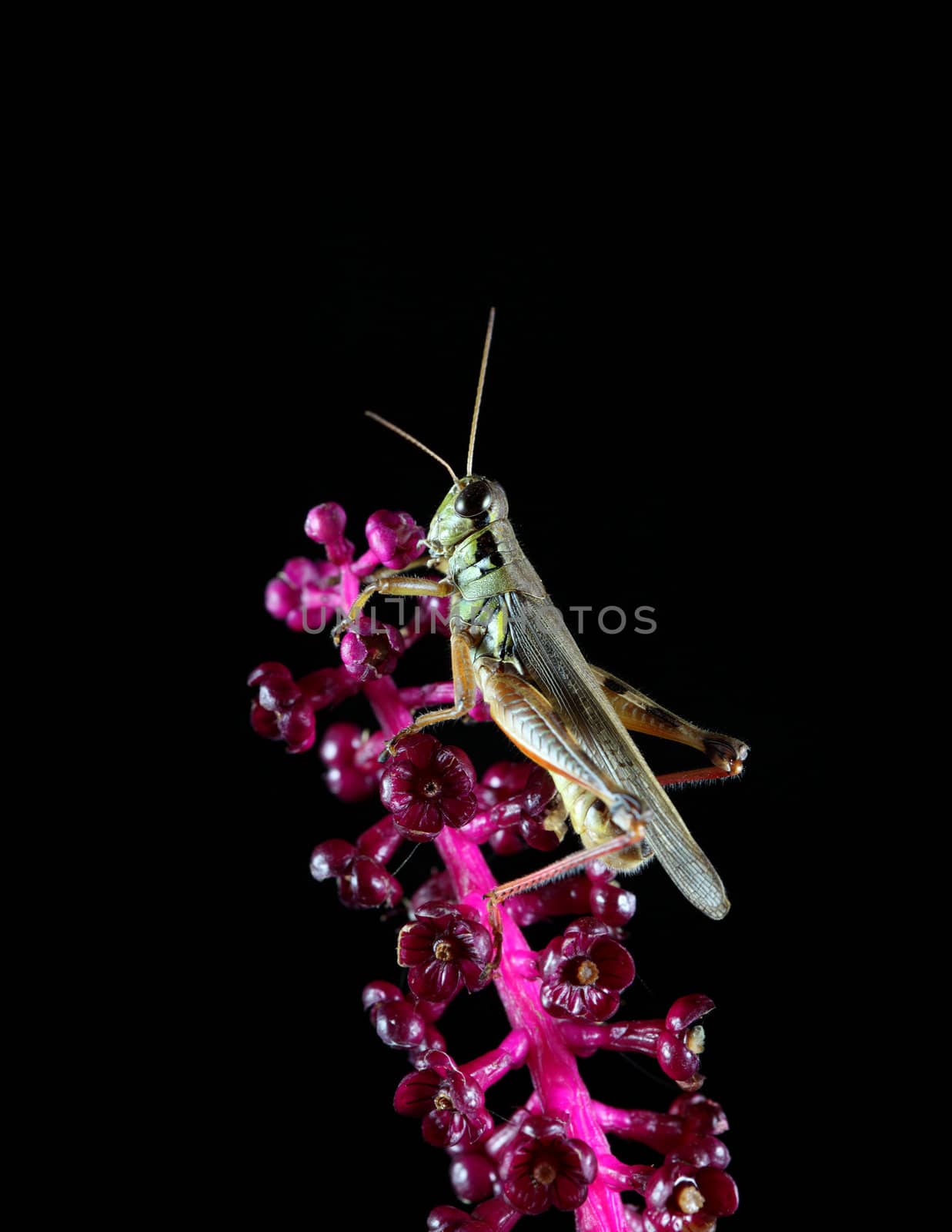 A macro shot of a grasshopper on a flowering pink plant against a solid black background.