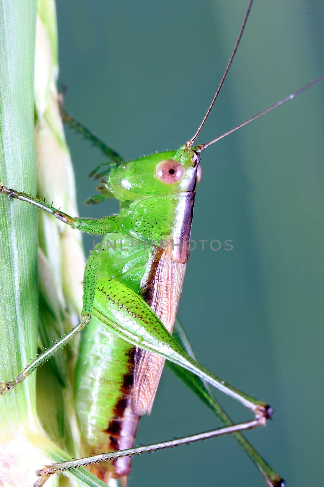 A macro shot of a grasshopper on some grassblades. Shot taken with a 100mm macro lens and extension tubes.