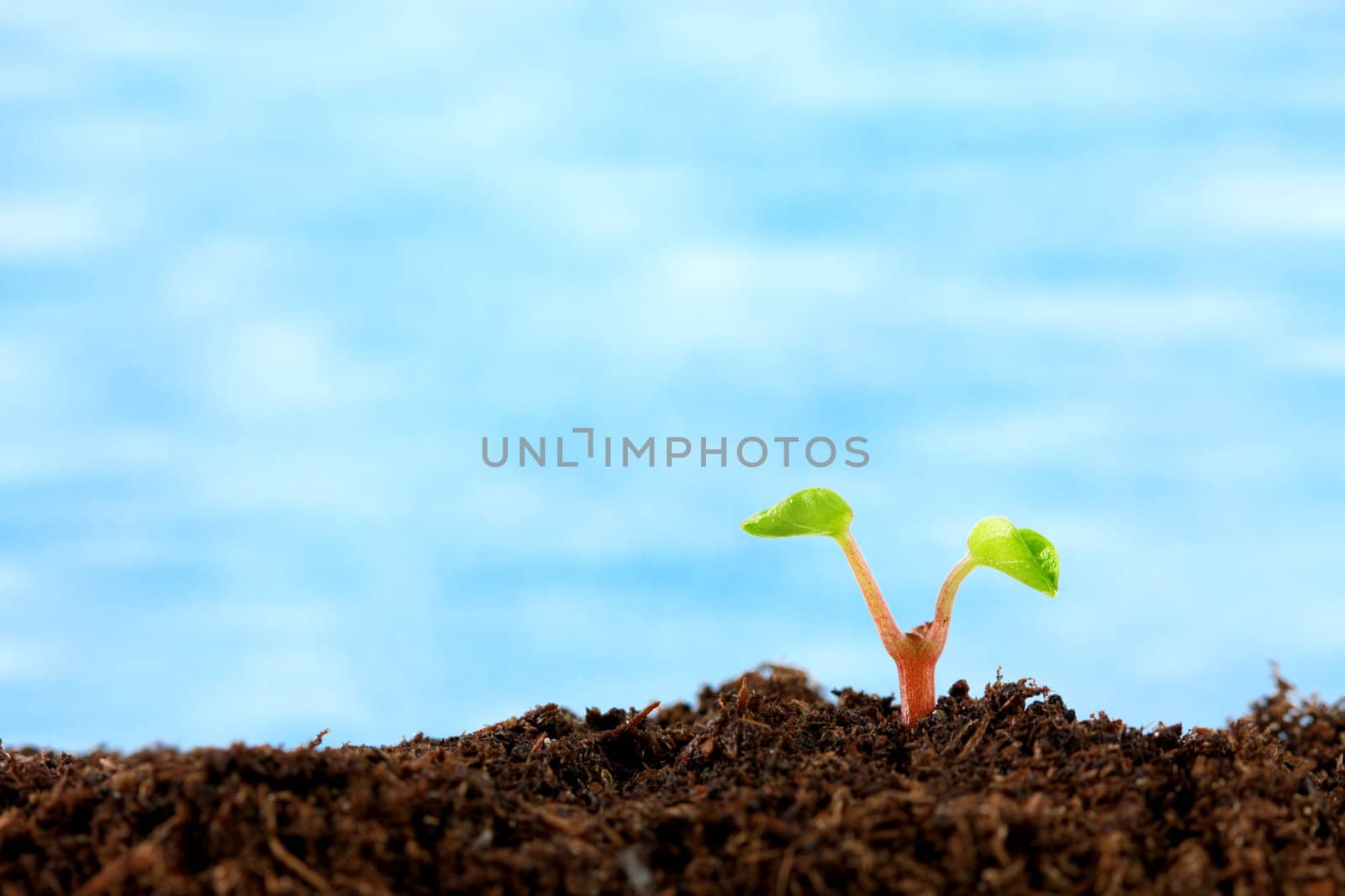 A new plant sprouting from the soil with a blue sky in the background.