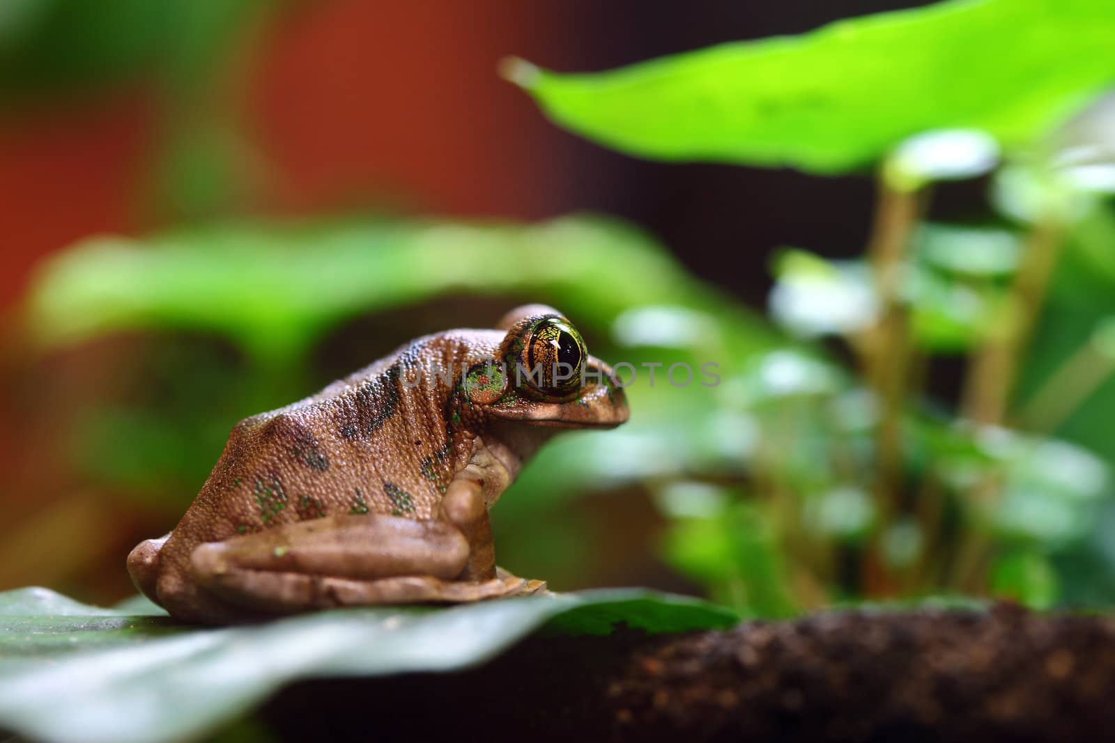 A macro shot of a Peacock Frog (Leptopelis vermiculatus) sitting on a vine in the jungle. Also known as the Big-eyed Tree Frog, this frog inhabits the tropical rainforests in the African country of Tanzania.