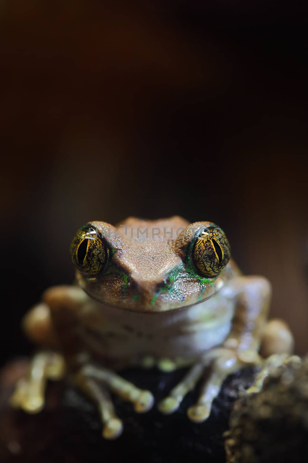 A macro shot of a Peacock Frog (Leptopelis vermiculatus) sitting on a vine in the jungle. Also known as the Big-eyed Tree Frog, this frog inhabits the tropical rainforests in the African country of Tanzania.