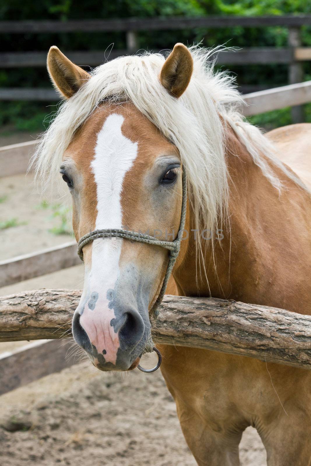 A pony horse portrait, vertical