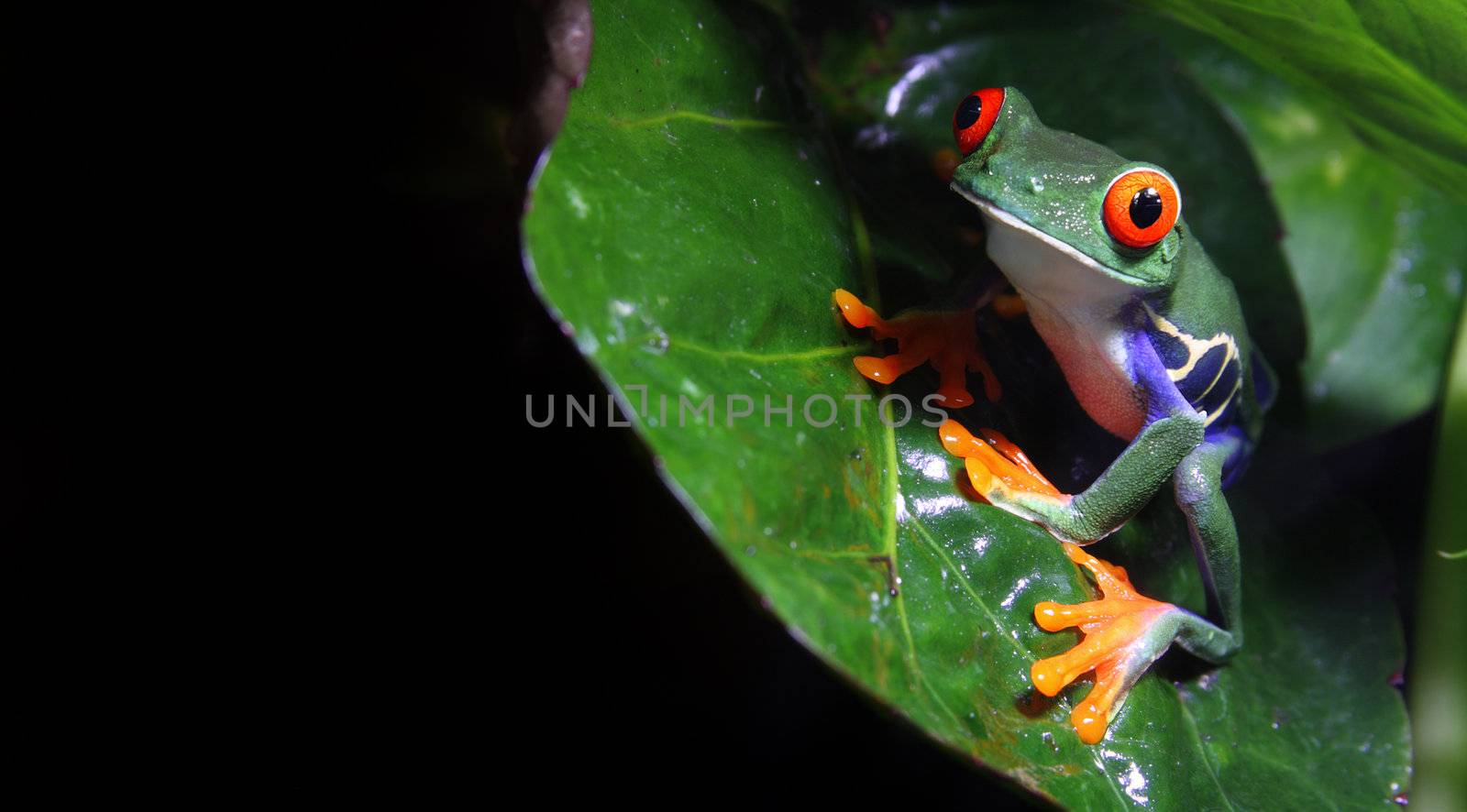 A Red-Eyed Tree Frog (Agalychnis callidryas) on a leaf at night