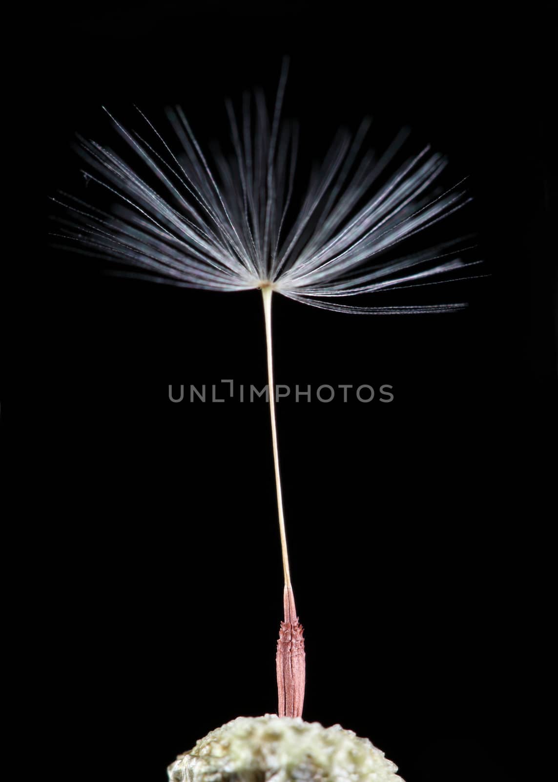 A macro shot of a single dandelion seed on the tip of a dandelion. Shot taken with a 100mm macro lens and extension tubes against a solid black background.