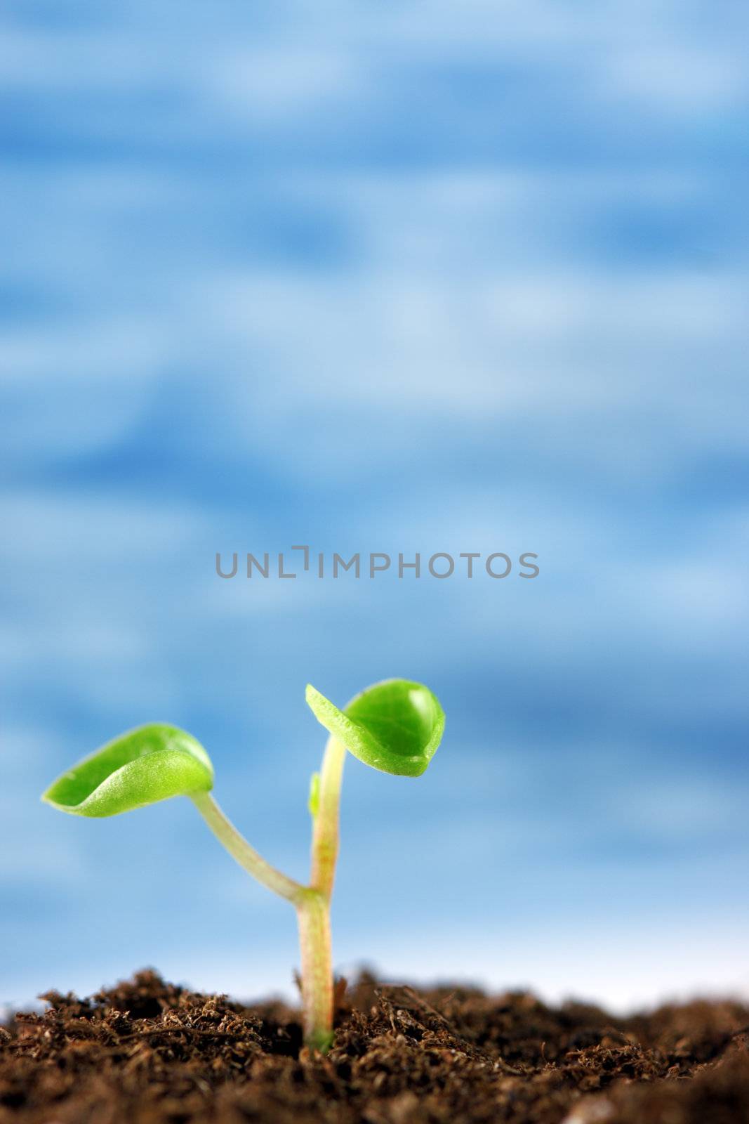 A small green plant emerges from the soil against a blue sky