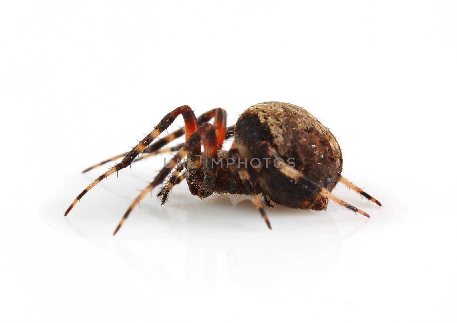A studio macro shot of a orb weaver spider on a white background.