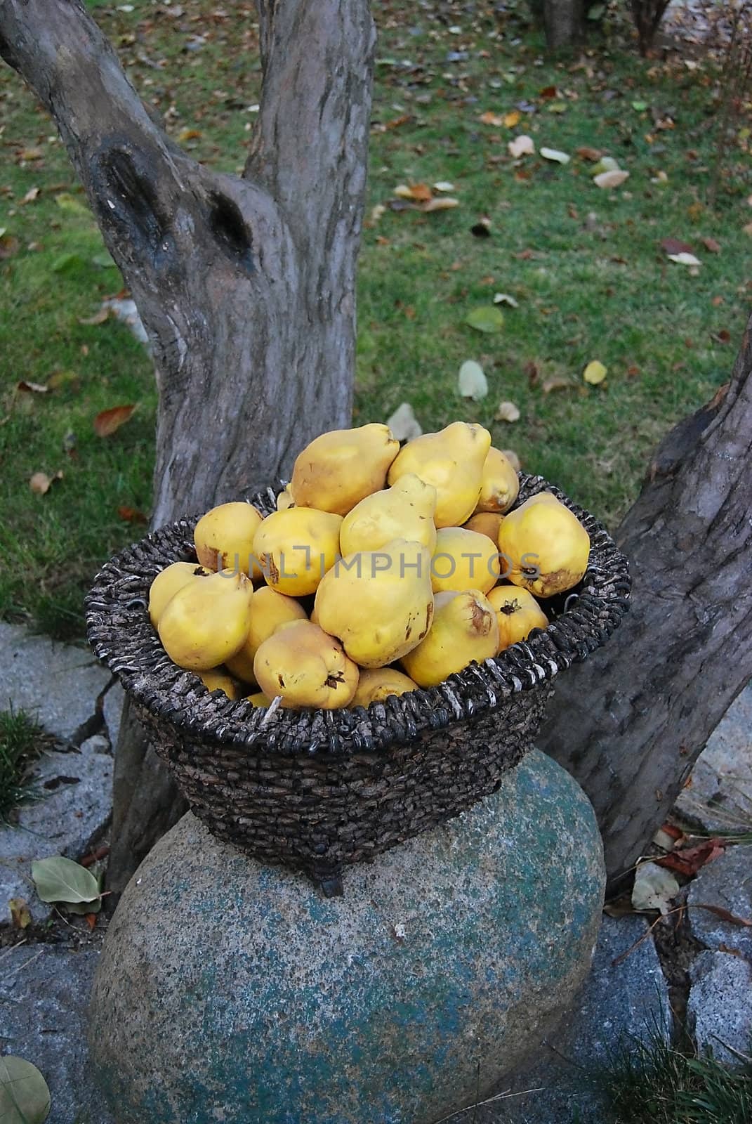 Wicker-basket, yellow quinces, rounded stone, tree in autumn