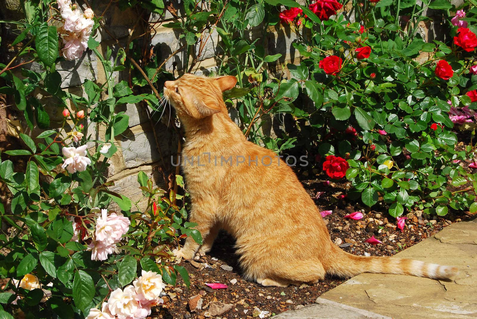 Red-haired cat and colourful flowers in garden
