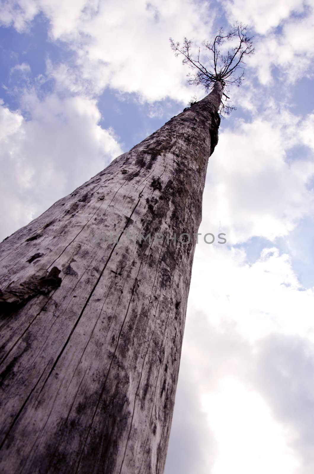 Sere old tree reaching cloudy sky. Natural backdrop. Death concept.