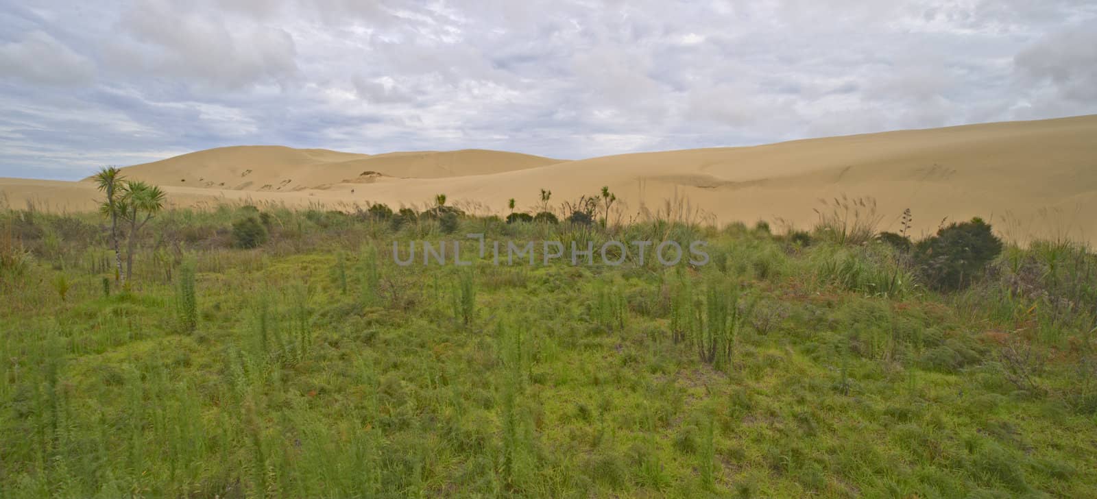 Te Paki Sand Dune Panorama, North Island, New Zealand.