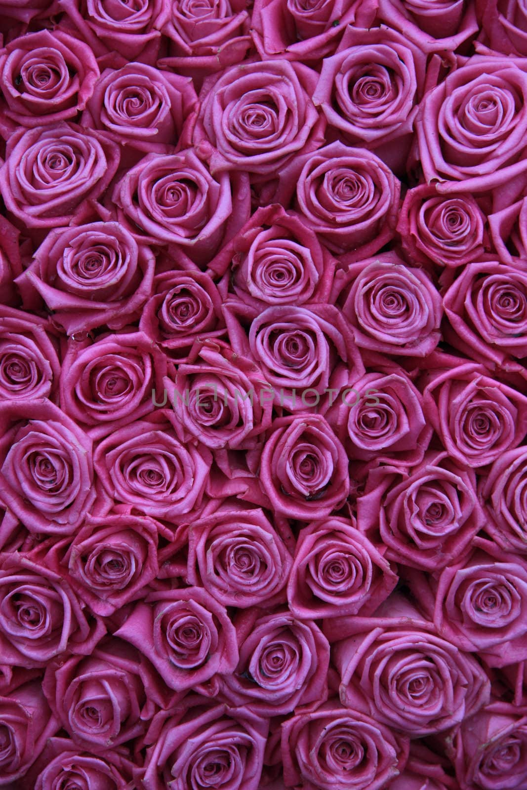 group of pink roses by studioportosabbia