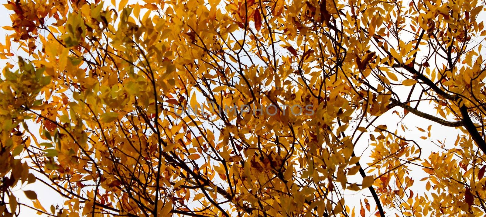 Autumn Tree Sky by hlehnerer