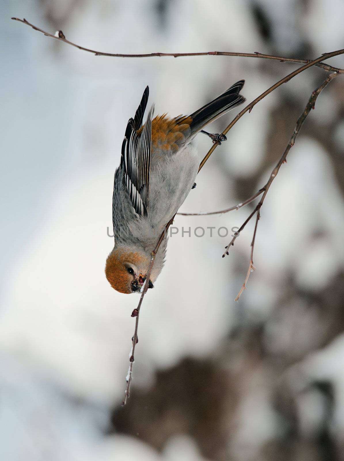  A female Pine Grosbeak (Pinicola enucleator) perched in snow-covered  tree. The Pine Grosbeak (Pinicola enucleator) is a large member of the true finch family, Fringillidae.