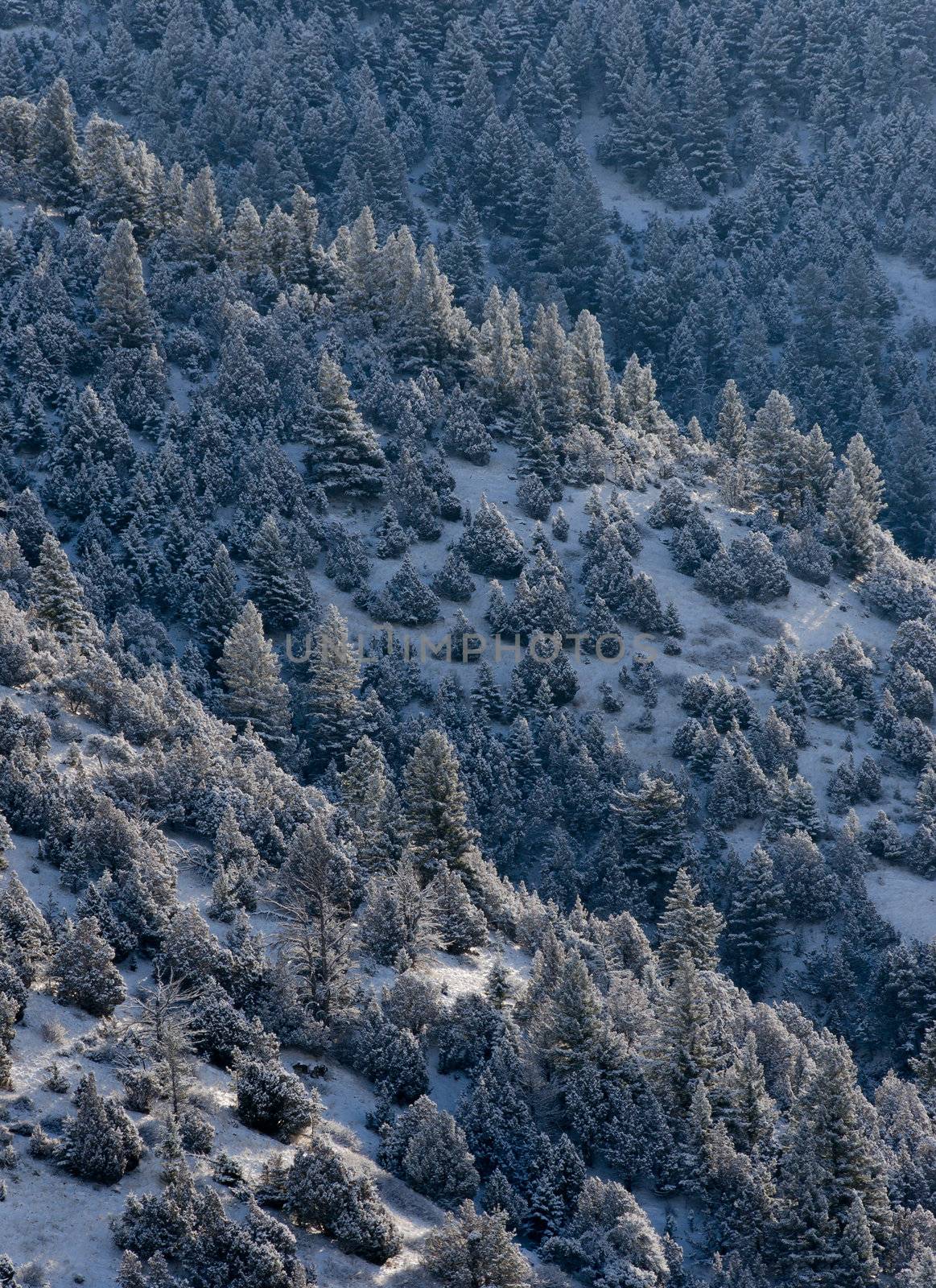 Coniferous forest in winter, Madison County, Montana, USA by CharlesBolin