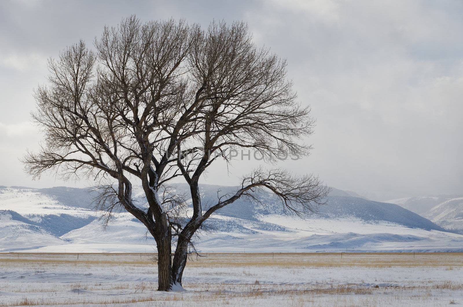 Cottonwood tree and snow covered hills, Madison County, Montana, USA