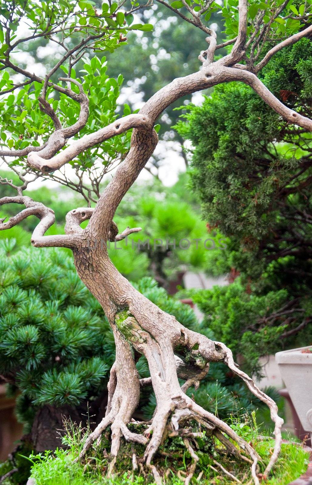 Bonsai tree in chinese garden, with twisted roots and branches