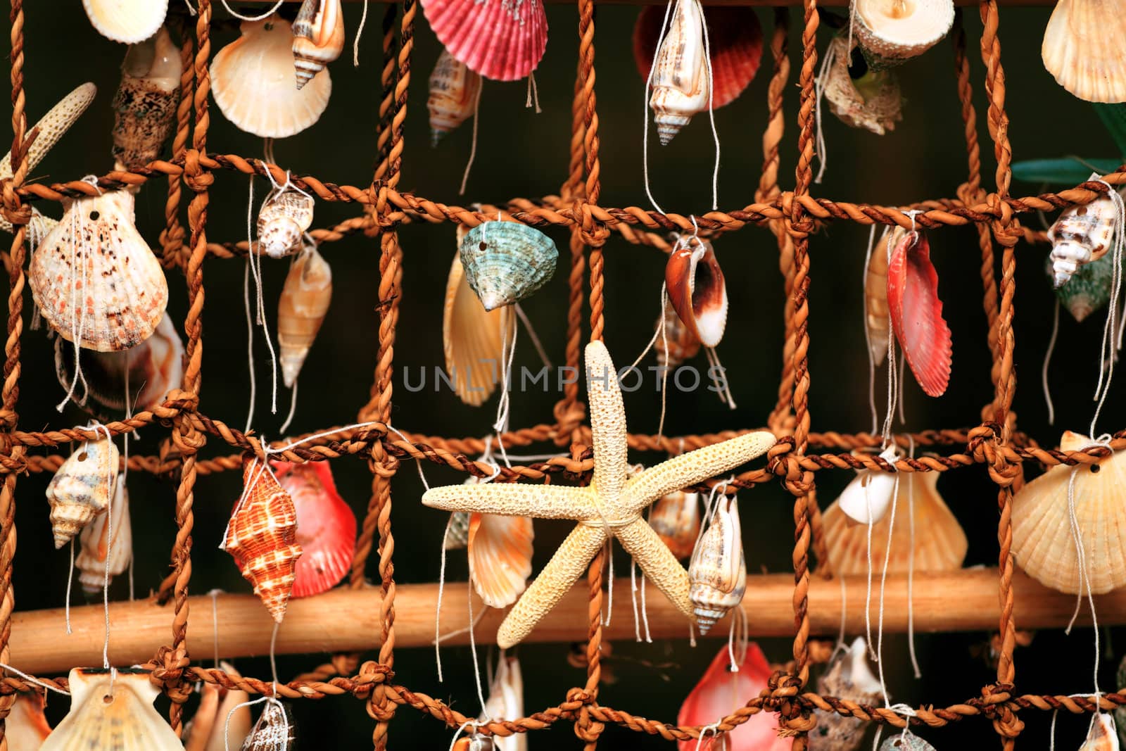 panel of the shells of marine molluscs by fogen