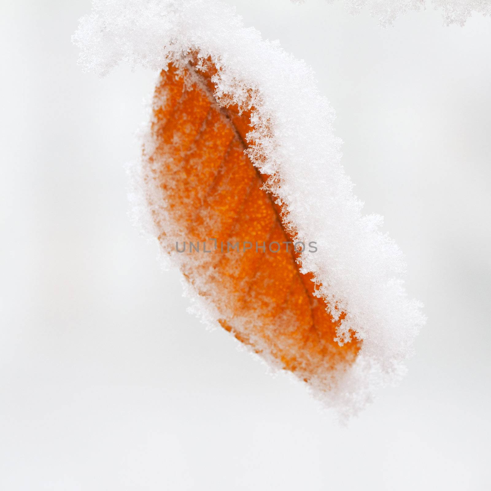 White snow on a red leaf, over gray sky