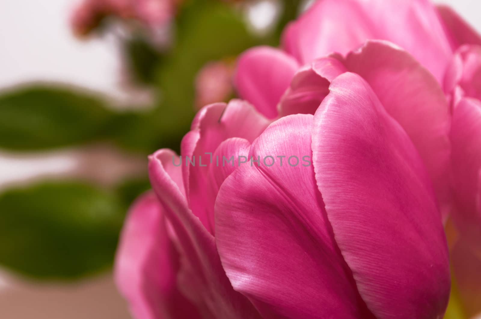 Flower.Light pink tulip petals closeup