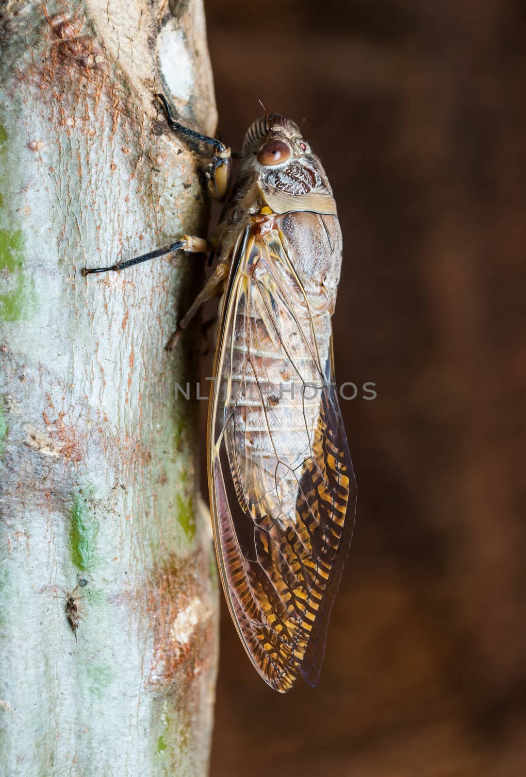 Brown cicada holding on a tree
