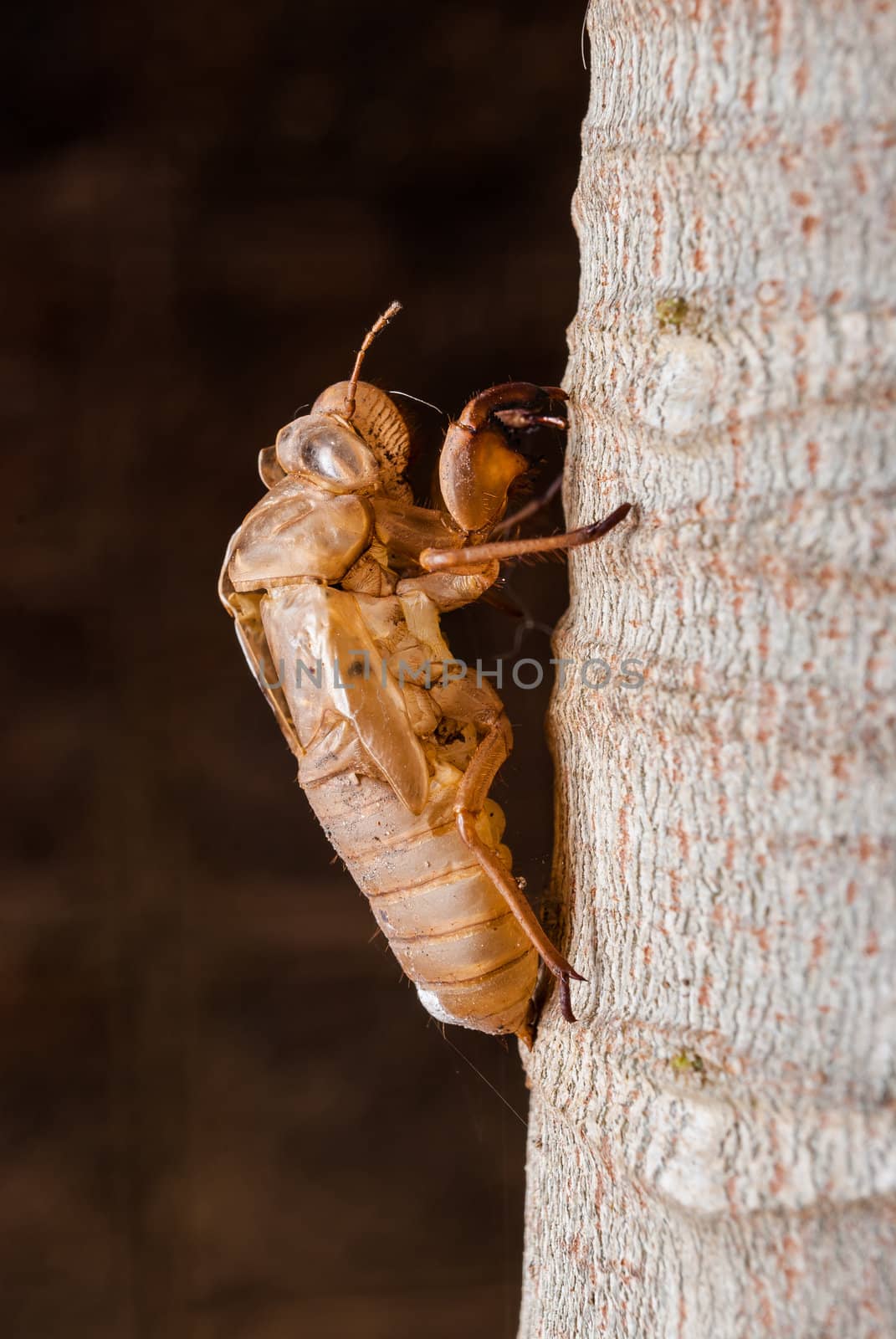 cicada slough holding on a tree