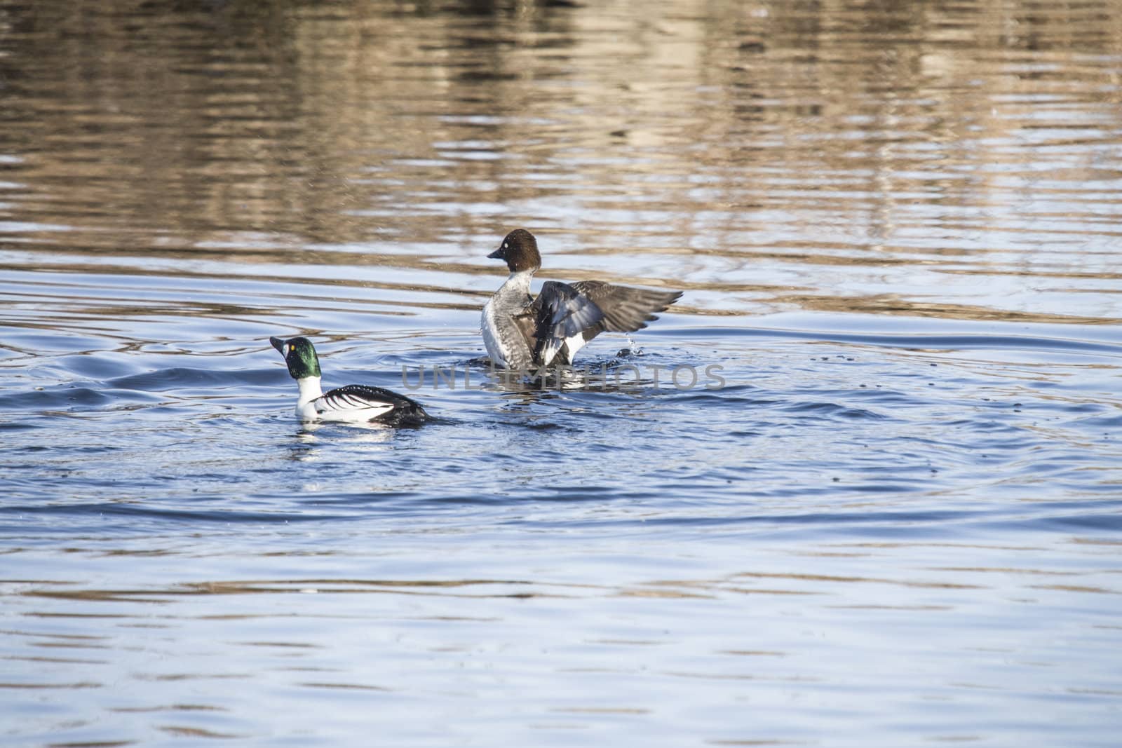 all images of the goldeneyes is shot in the tista river in halden city in march 2013, the goldeneyes is currently in a rut that shows up in many strange expression