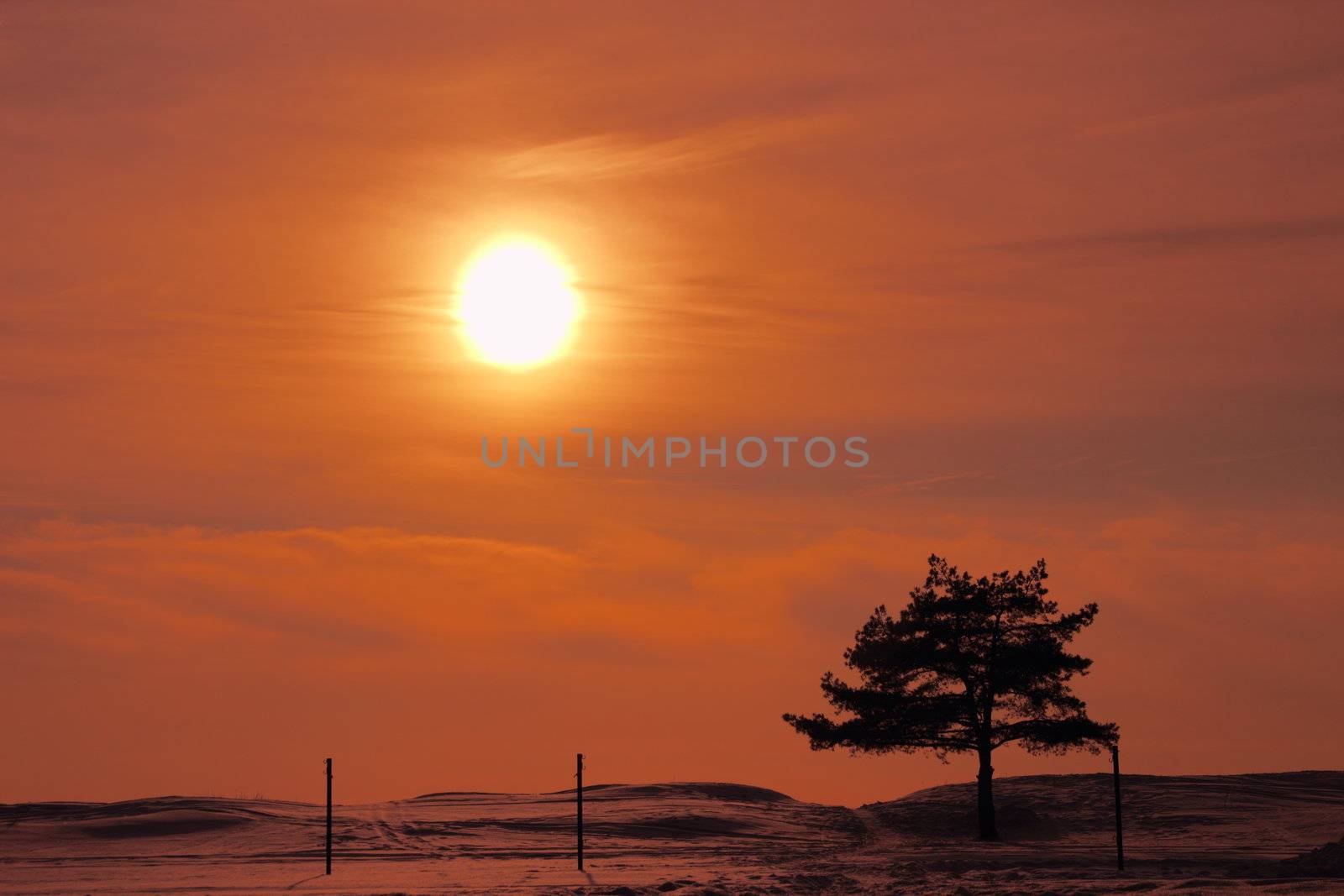 winter landscape with pine and the path to the beach