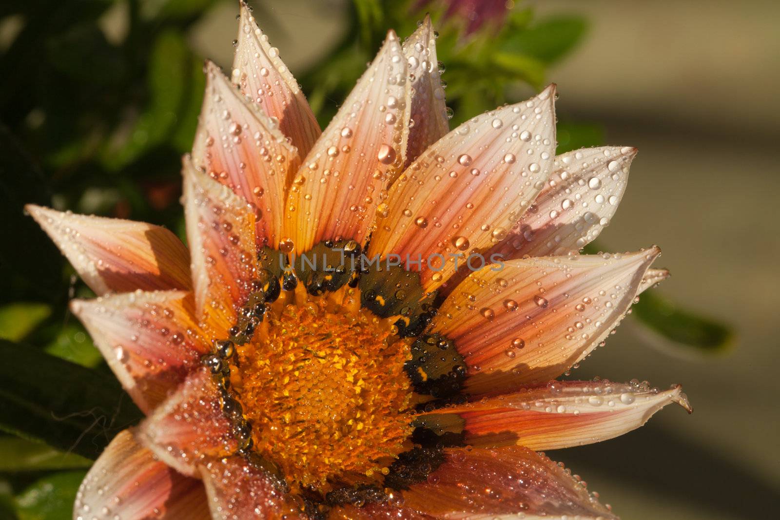 Beautiful Gazania Flower after Rain