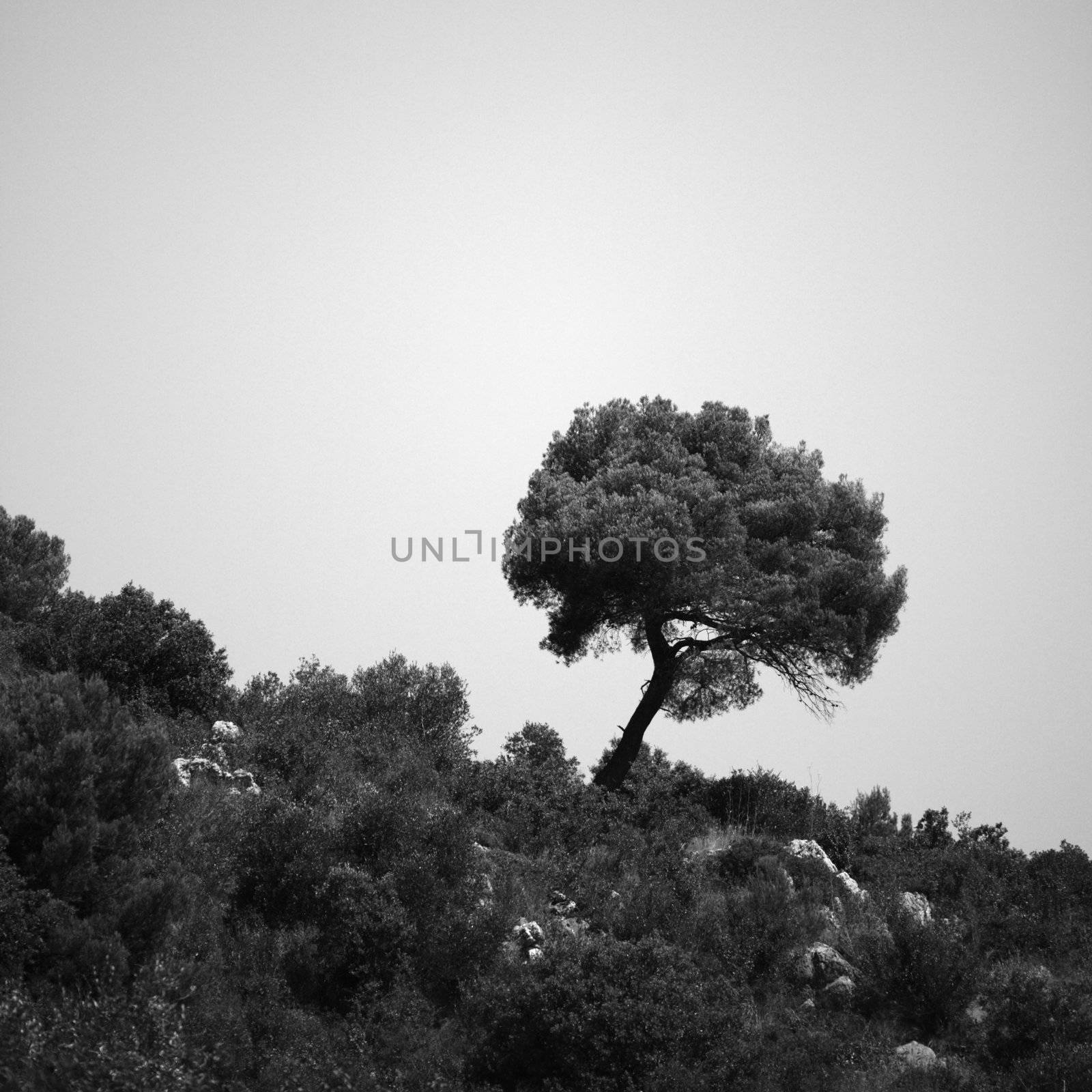 outdoor green park trees in mountains