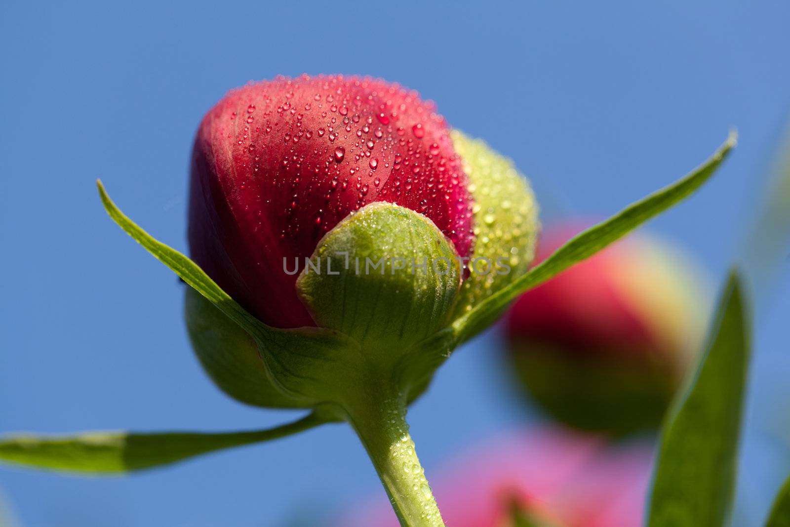 bud of peony flower after rain