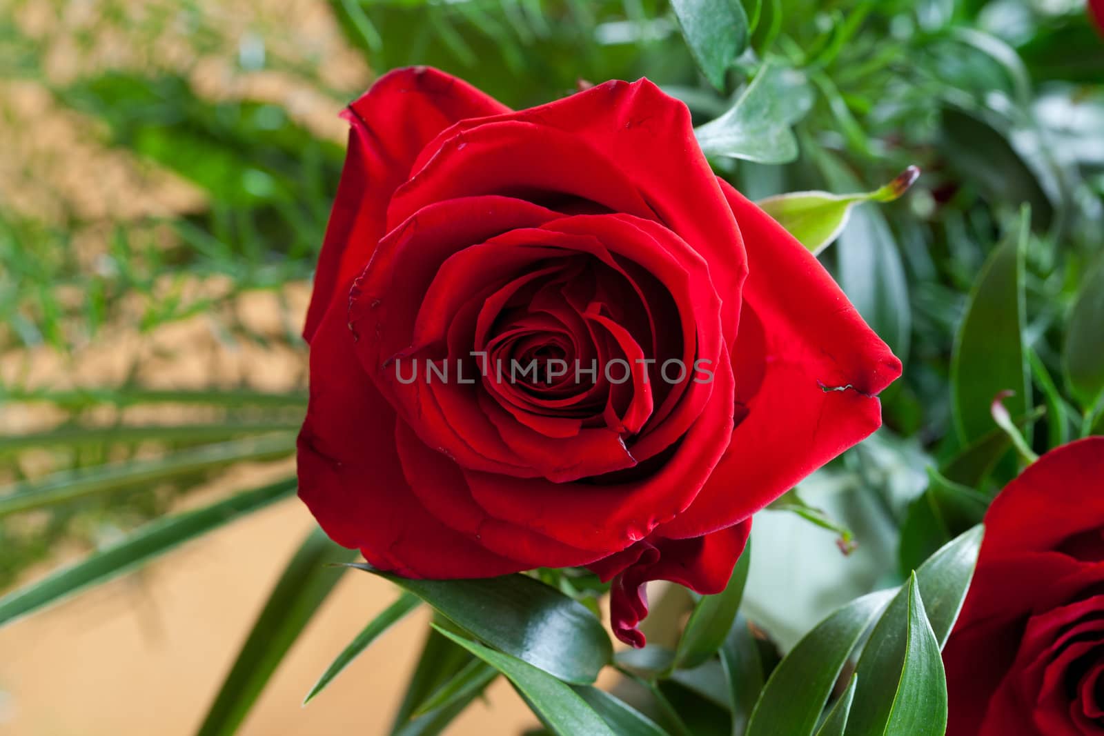 red rose
