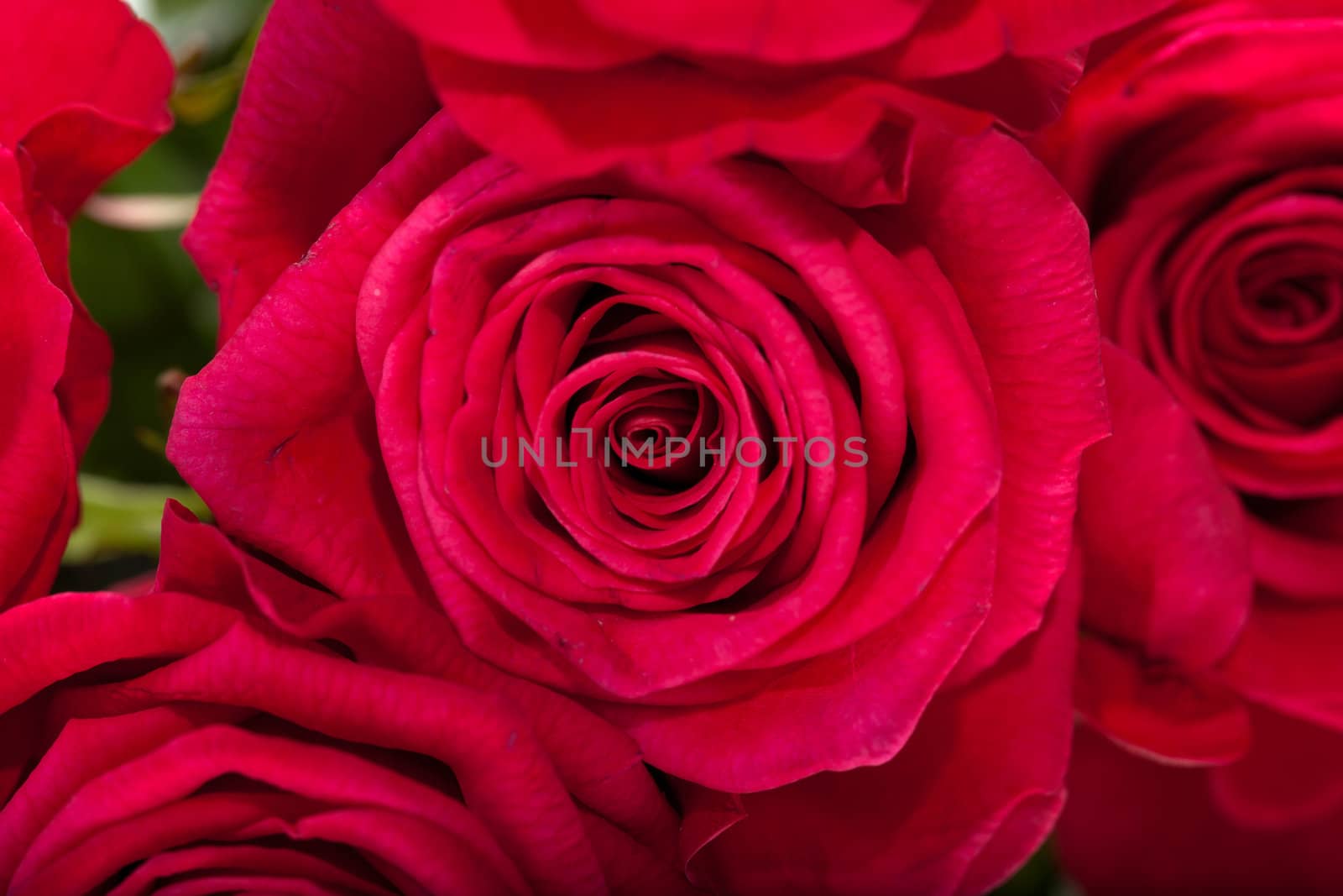 red rose close-up