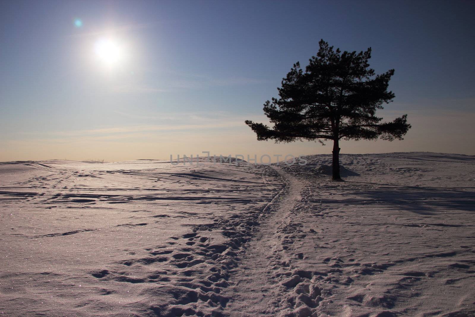 winter landscape with pine by Metanna