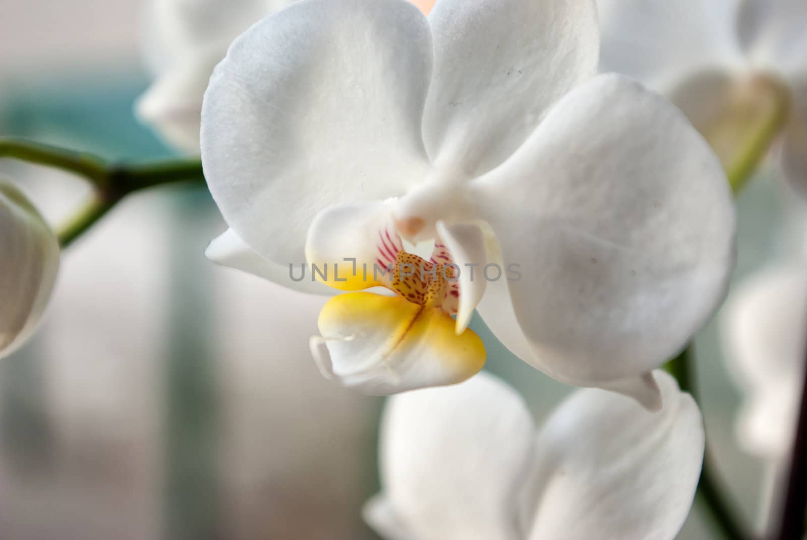 Beautiful blooming white orchid flowers in closeup view