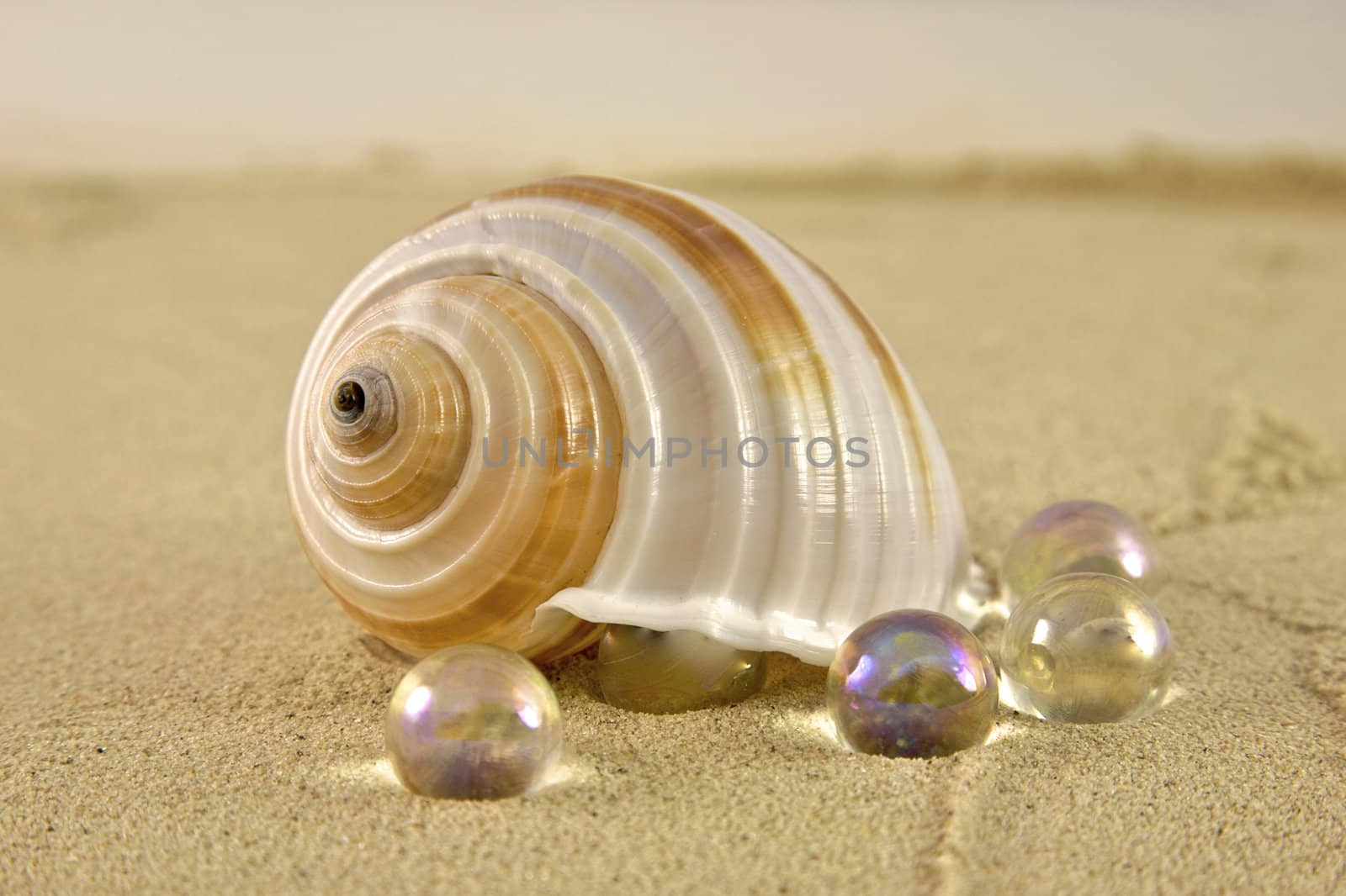 Beach Shells by instinia