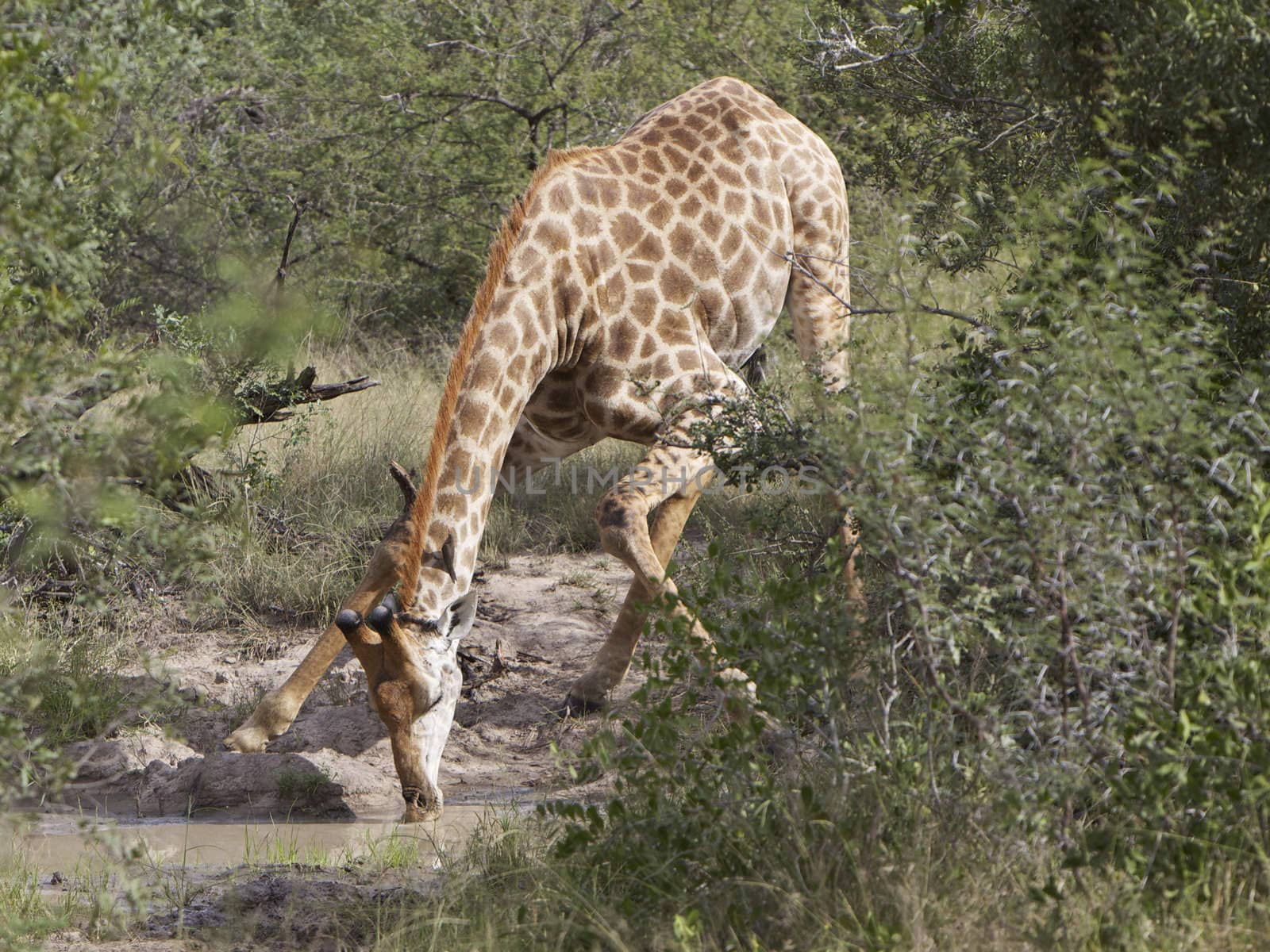 Giraffe drinking (Giraffa camelopardalis) Kruger National Park, South Africa
