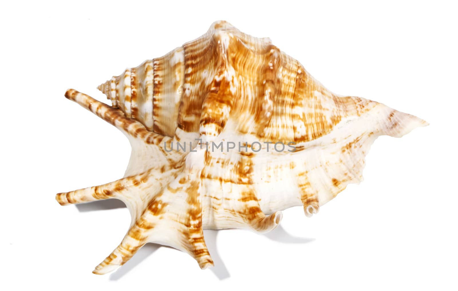 Oceanic shell isolated on white by RawGroup
